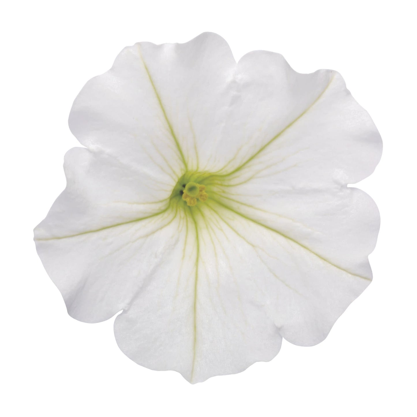 Supertunia Vista® Snowdrift™ Petunia