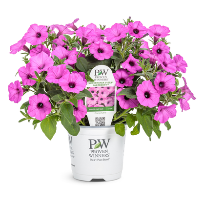 Limited Edition Royale™ | Supertunia Vista® Jazzberry® Petunia