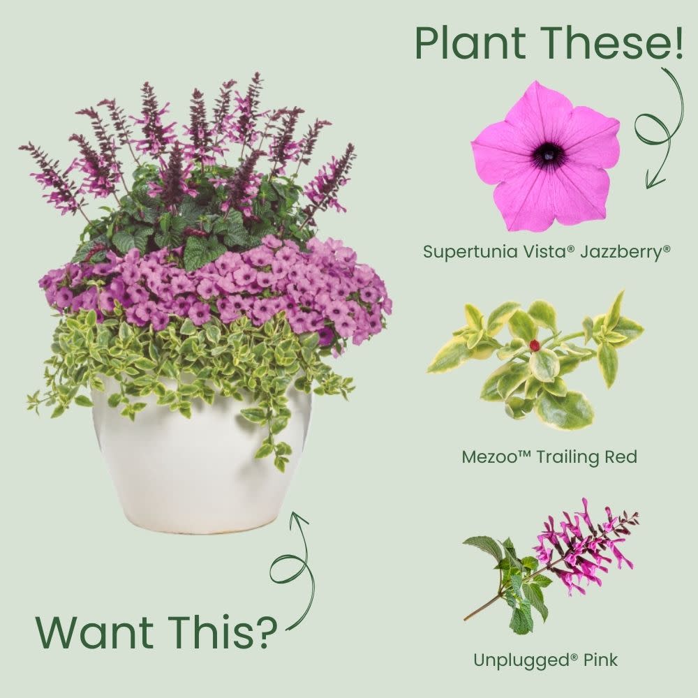 Supertunia Vista® Jazzberry® Petunia