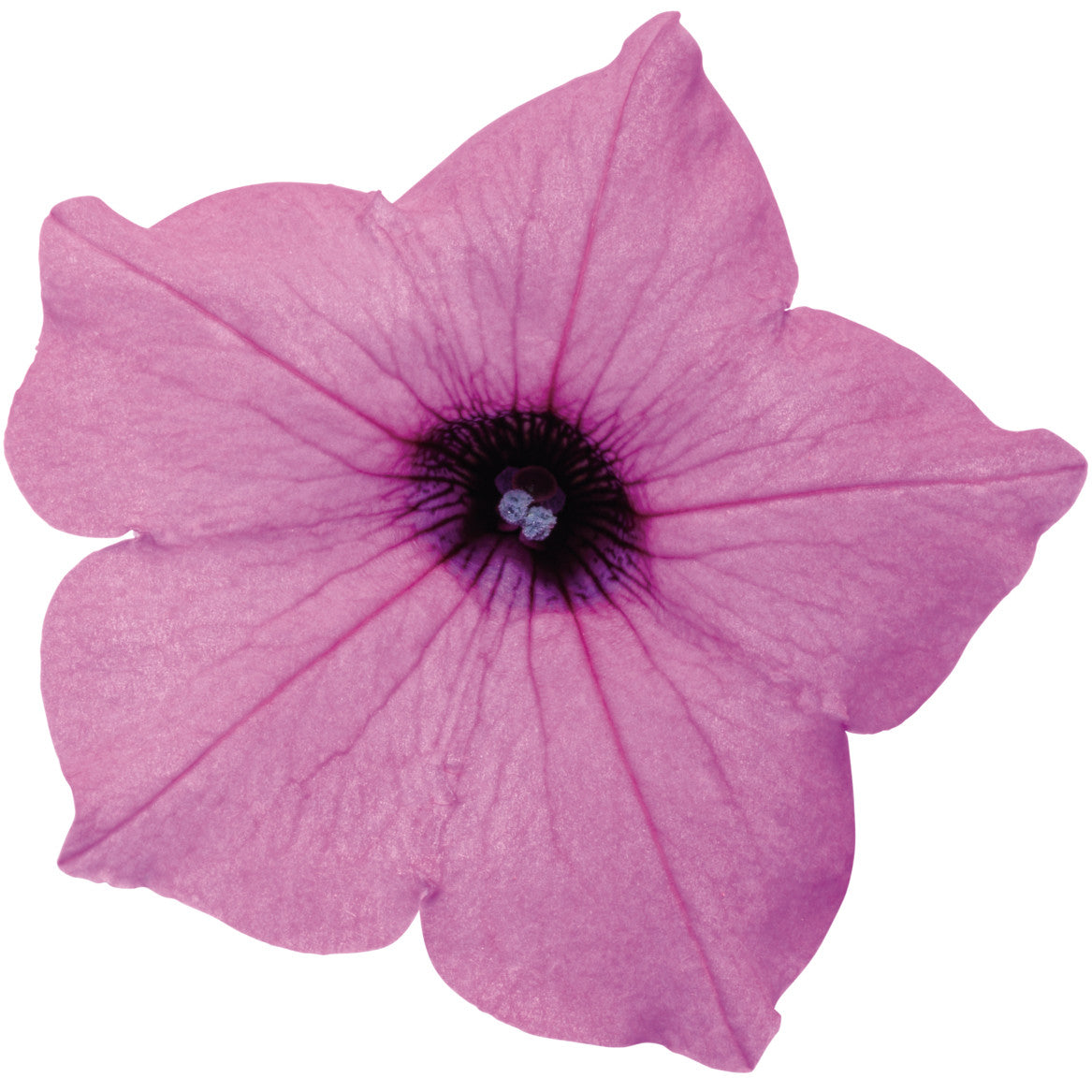Limited Edition Royale™ | Supertunia Vista® Jazzberry® Petunia