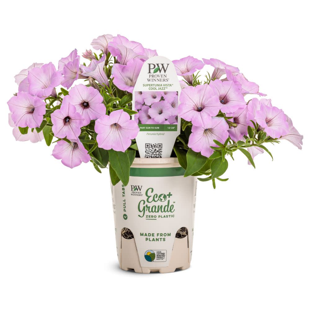 Petunia | Supertunia Vista® Cool Jazz™ | Proven Winners® Annuals