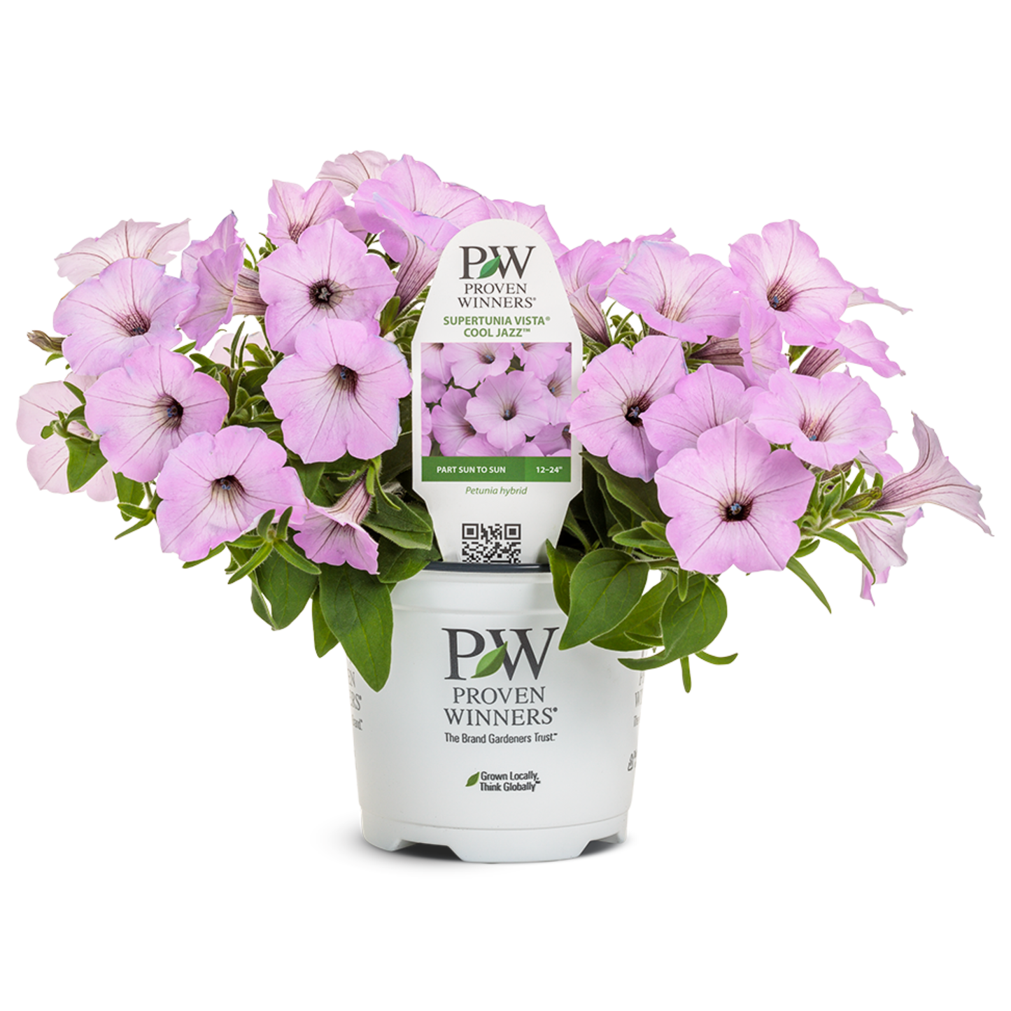 Limited Edition Royale™ | Supertunia Vista® Cool Jazz Petunia
