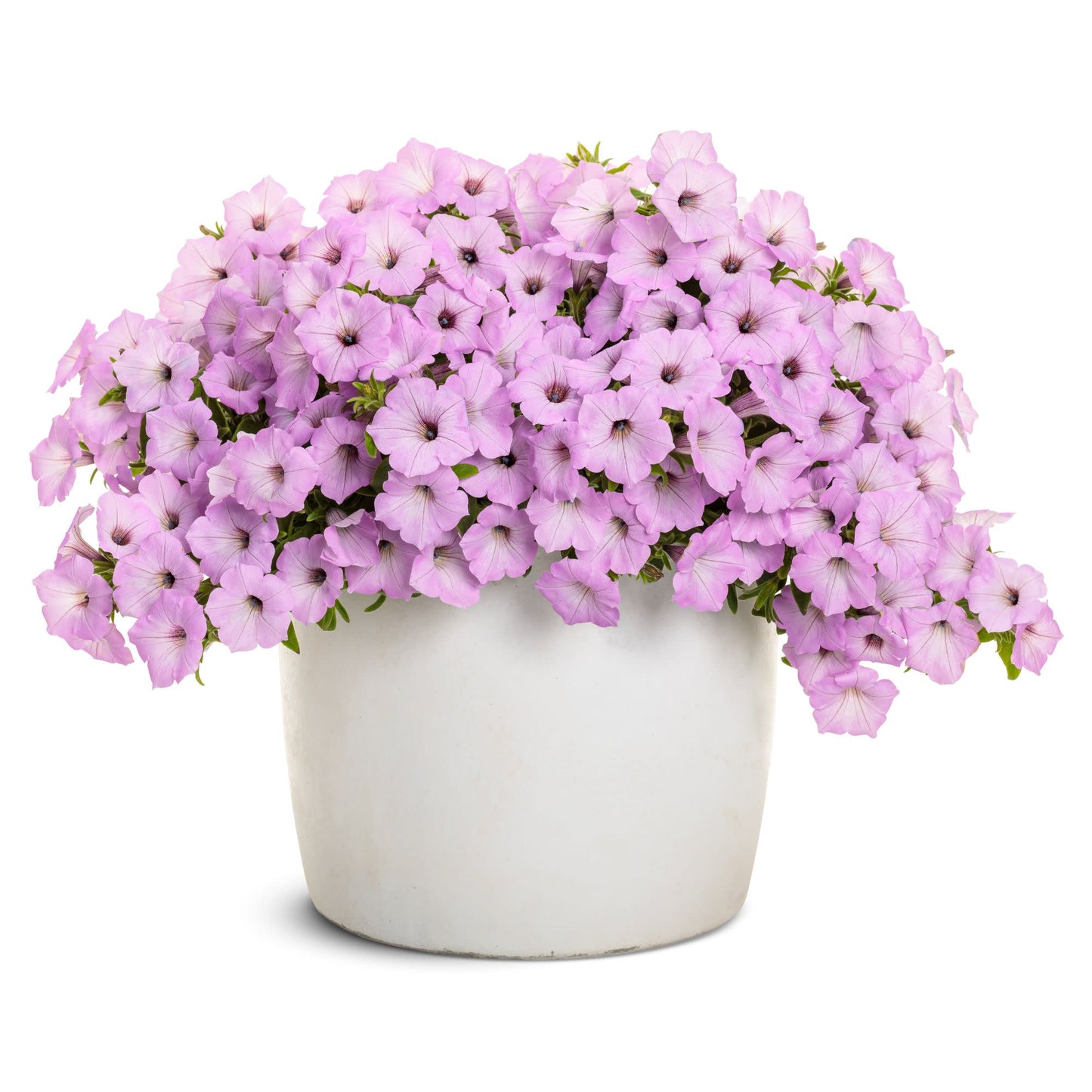 Limited Edition Royale™ | Supertunia Vista® Cool Jazz Petunia