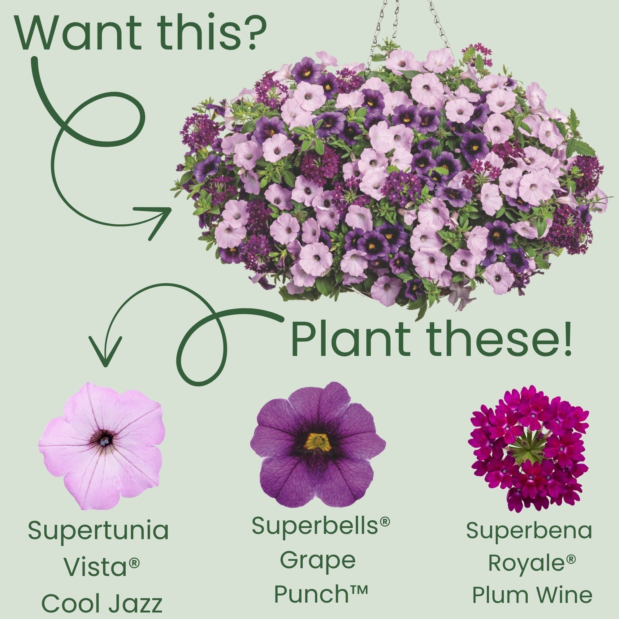 Petunia | Supertunia Vista® Cool Jazz™ | Proven Winners® Annuals