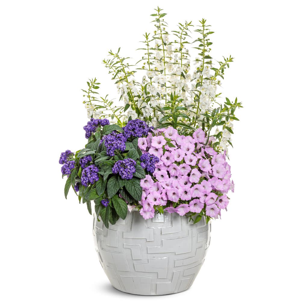 紫苑 Petunia | Supertunia Vista® Cool Jazz™ | Proven Winners® Annuals