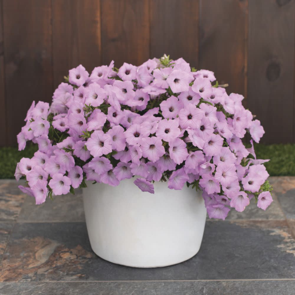 Petunia | Supertunia Vista® Cool Jazz™ | Proven Winners® Annuals