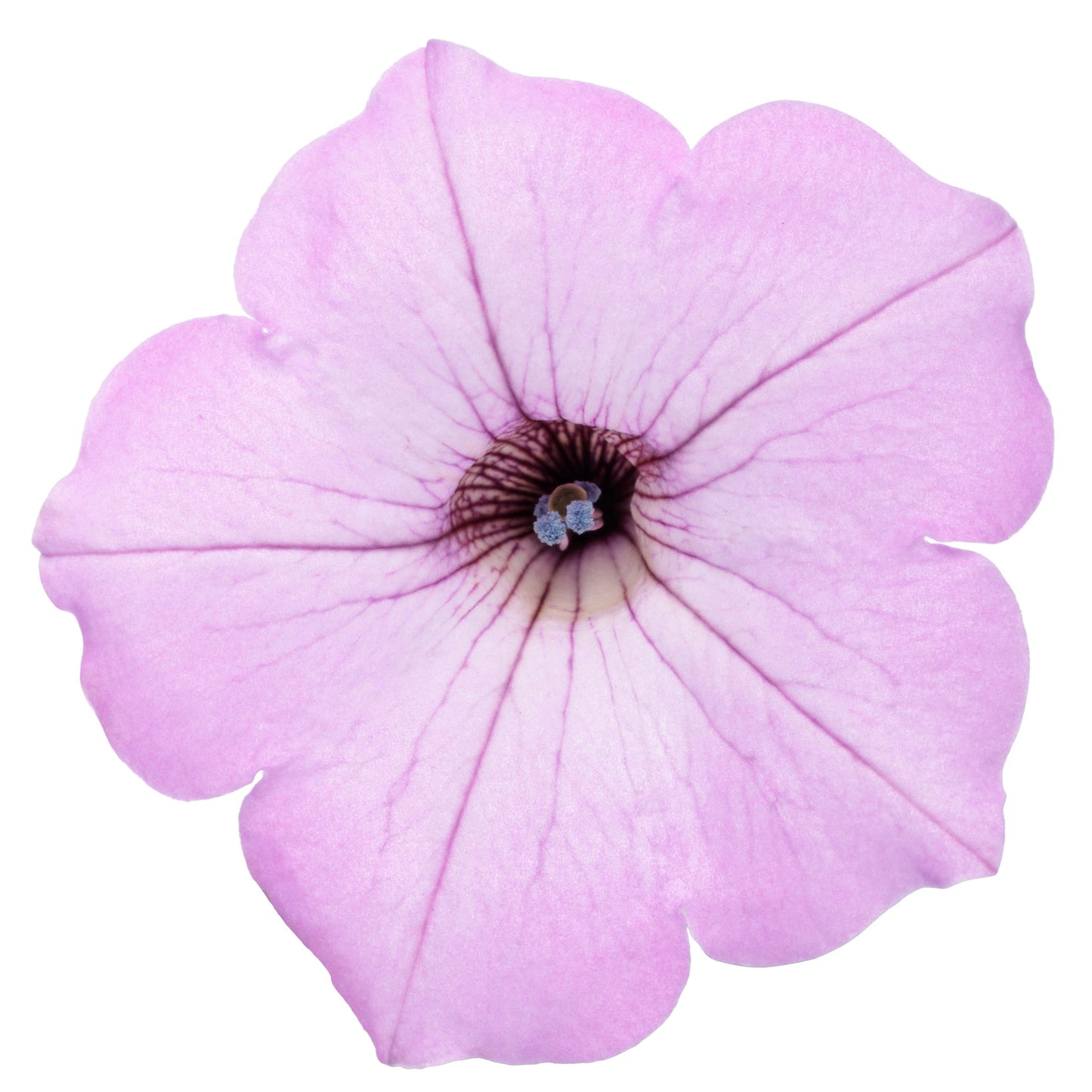 Limited Edition Royale™ | Supertunia Vista® Cool Jazz Petunia