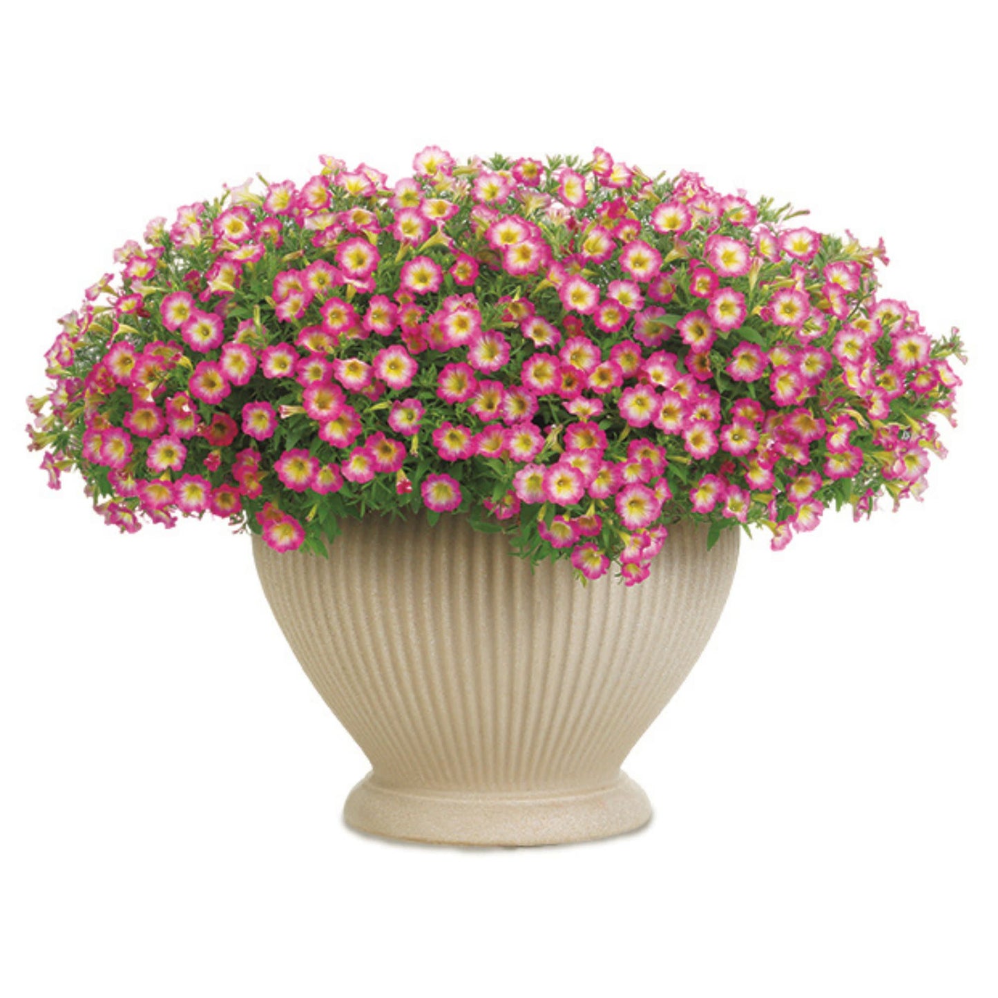 Supertunia® Daybreak Charm Petunia