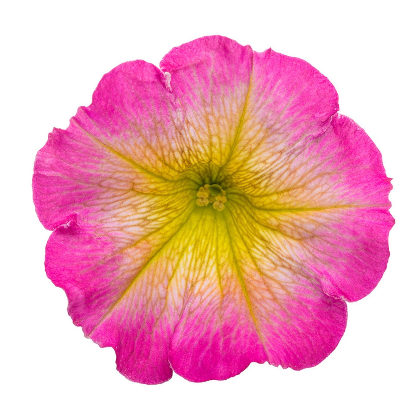 Supertunia® Daybreak Charm Petunia