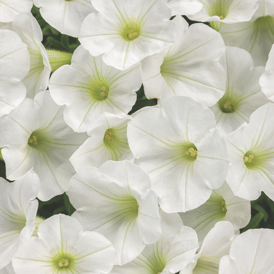 Supertunia Mini Vista® White Petunia
