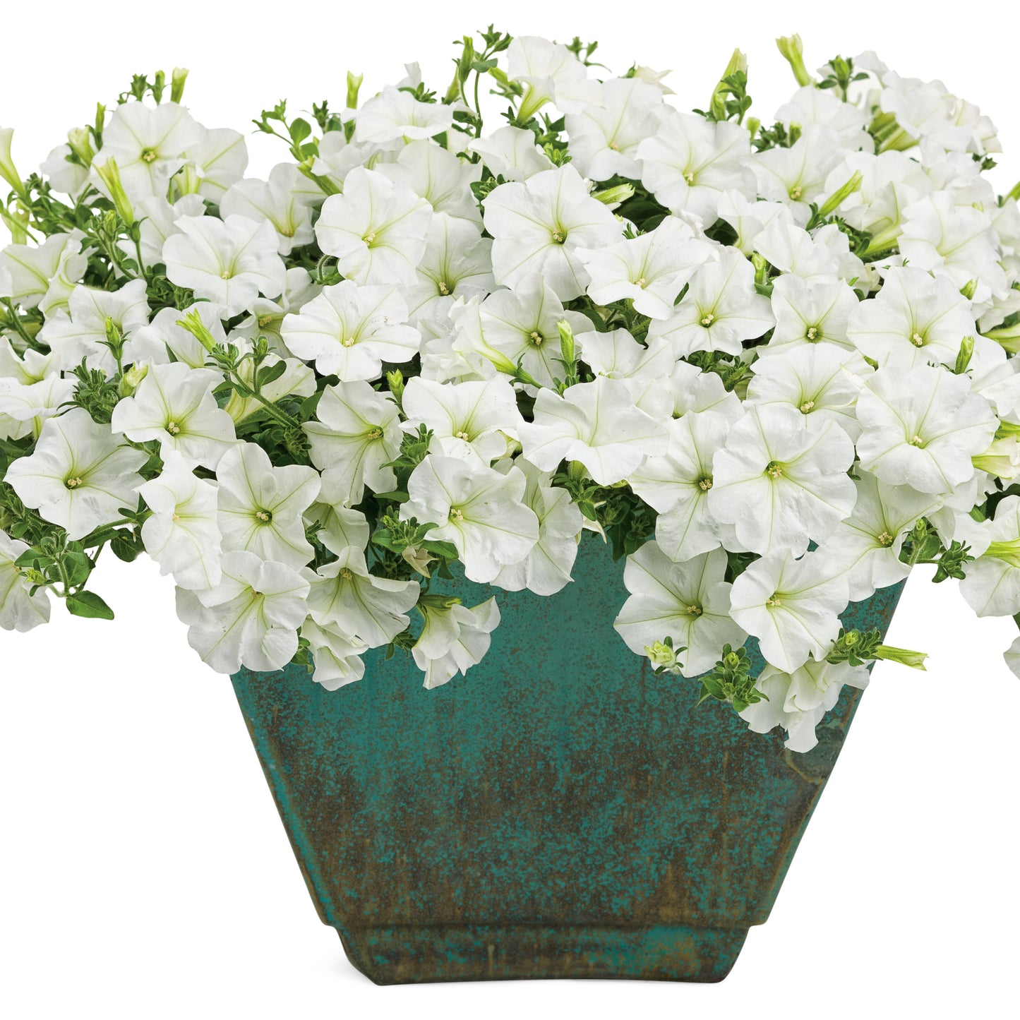 Supertunia Mini Vista® White Petunia