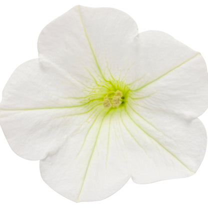 Supertunia Mini Vista® White Petunia