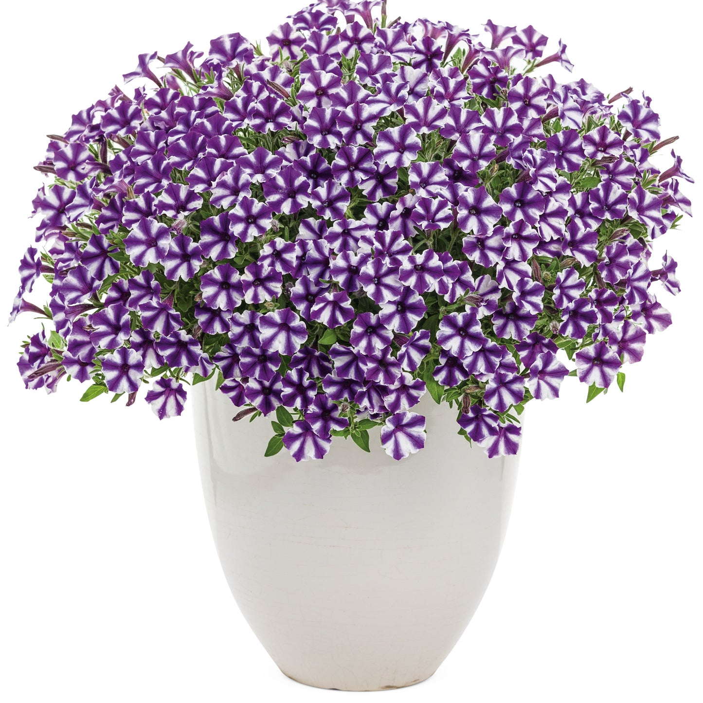 Supertunia Mini Vista® Violet Star Petunia
