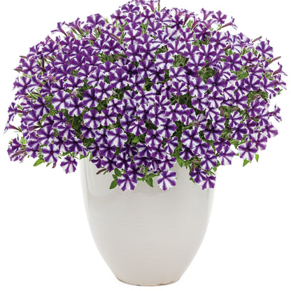 Supertunia Mini Vista® Violet Star Petunia