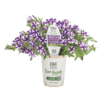 Supertunia Mini Vista® Violet Star Petunia