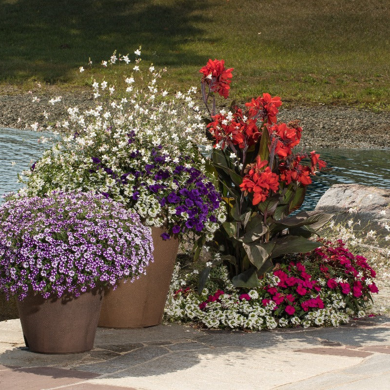 Petunia | Supertunia Mini Vista® Violet Star | Proven Winners