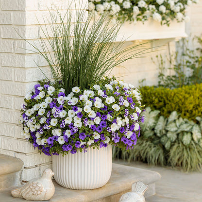 Supertunia Mini Vista® Violet Star Petunia