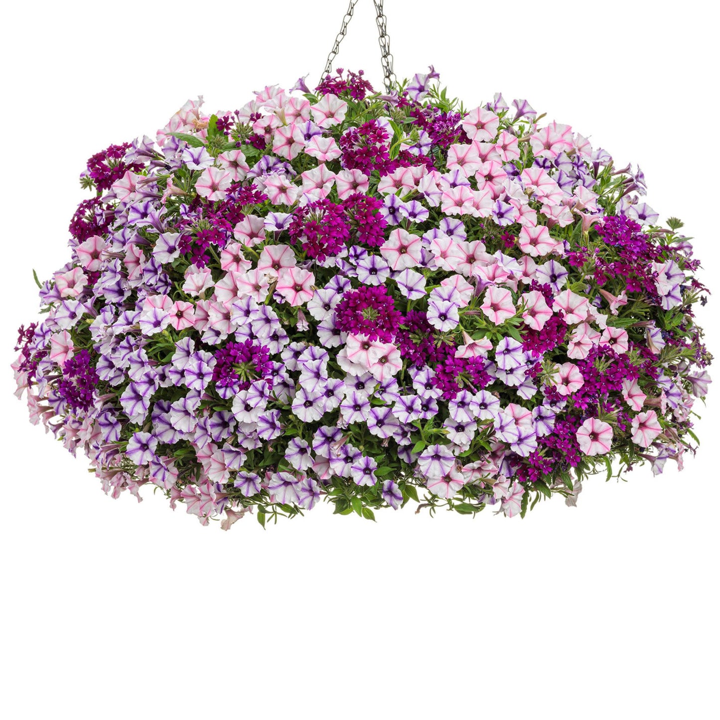 Supertunia Mini Vista® Violet Star Petunia