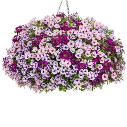 Supertunia Mini Vista® Violet Star Petunia