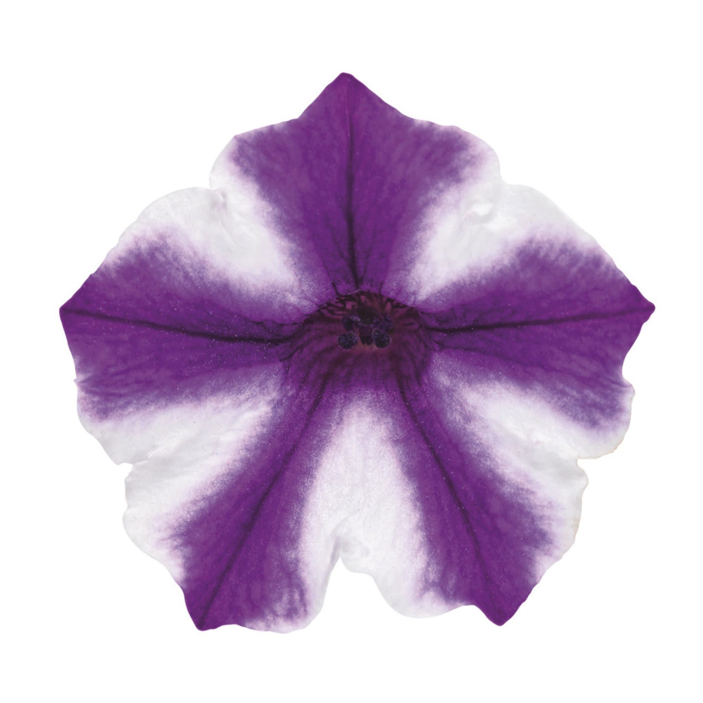 Supertunia Mini Vista® Violet Star Petunia