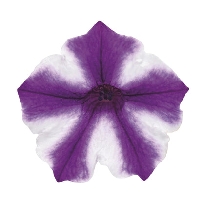 Supertunia Mini Vista® Violet Star Petunia
