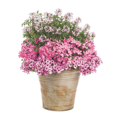 Supertunia Mini Vista® Pink Star Petunia