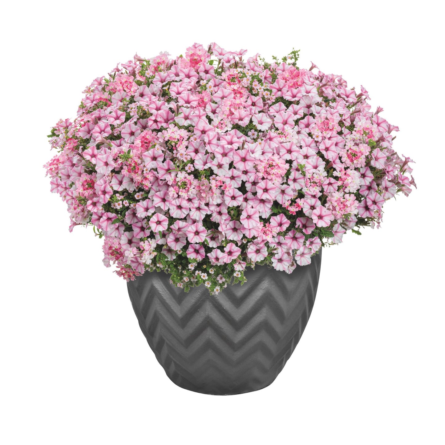 Supertunia Mini Vista® Pink Star Petunia