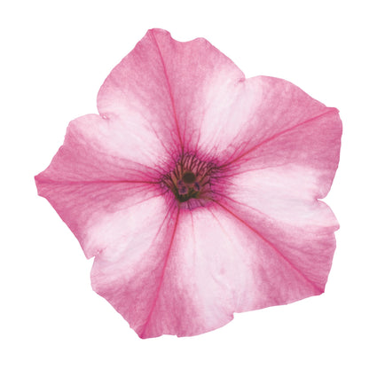 Supertunia Mini Vista® Pink Star Petunia