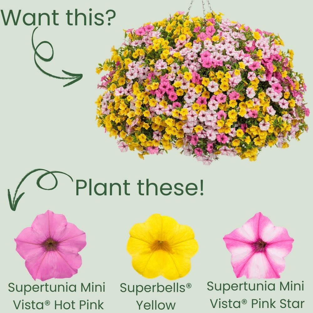 Supertunia Mini Vista® Hot Pink Petunia (Petunia hybrid)