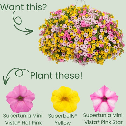 Supertunia Mini Vista® Hot Pink Petunia (Petunia hybrid)
