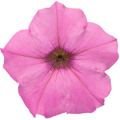 Supertunia Mini Vista® Hot Pink Petunia