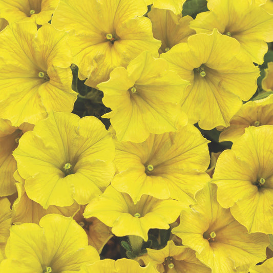 Supertunia Mini Vista® Yellow Petunia