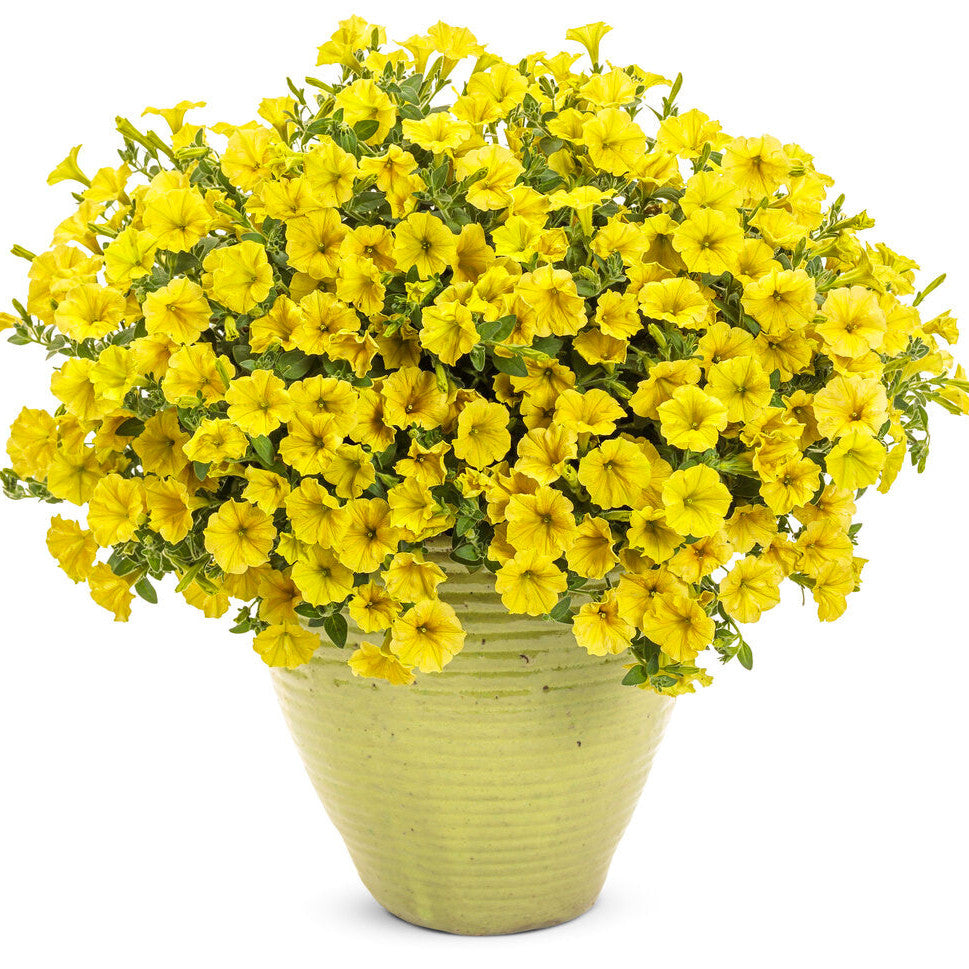 Supertunia Mini Vista® Yellow Petunia