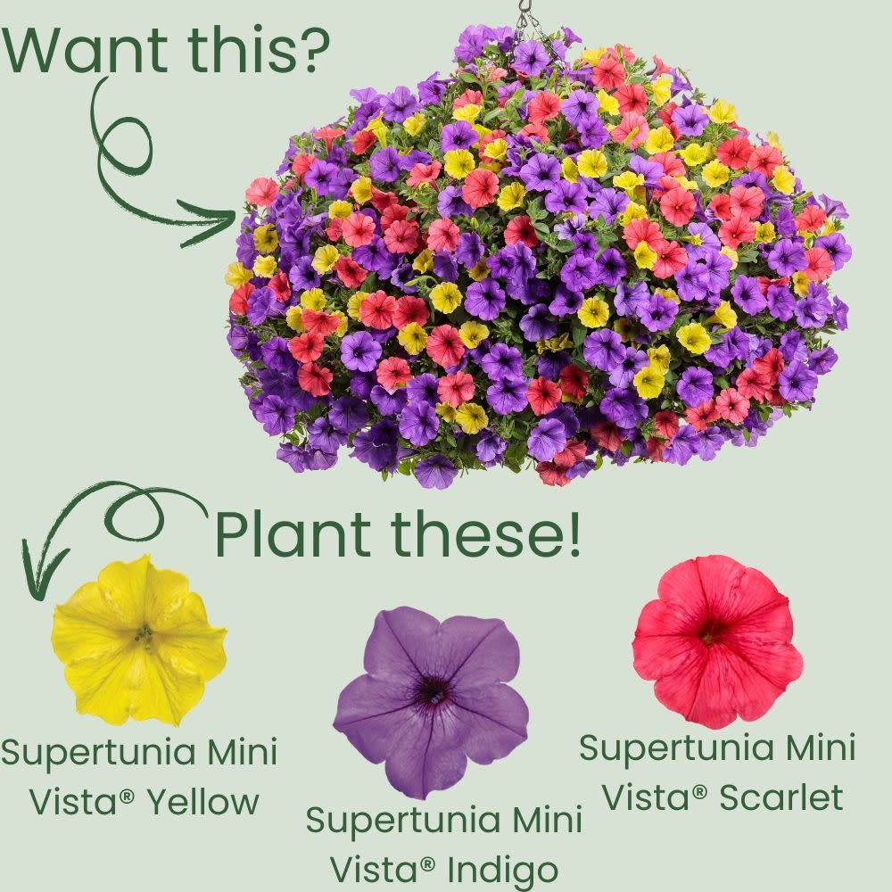 Supertunia Mini Vista® Yellow Petunia