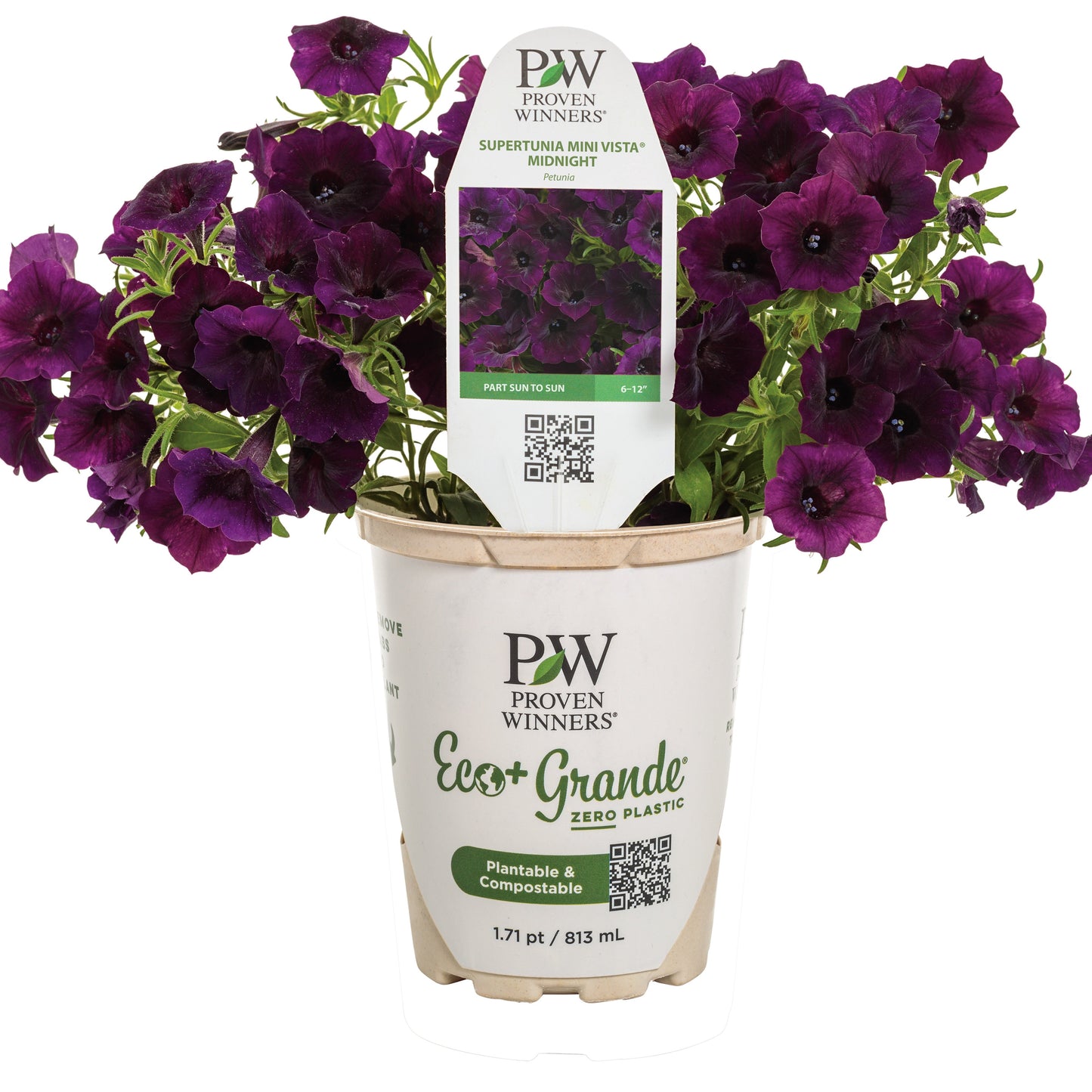Supertunia Mini Vista® Midnight Petunia
