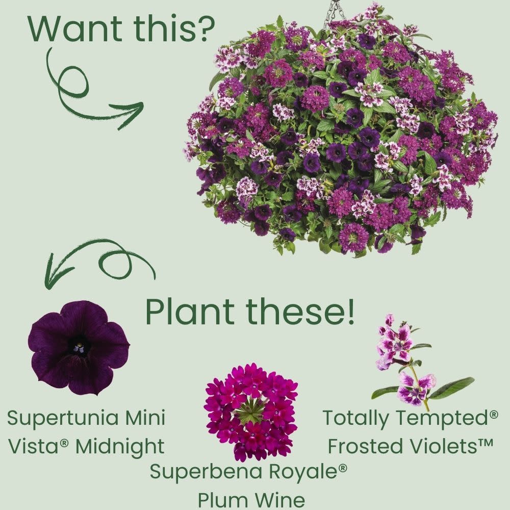 Supertunia Mini Vista® Midnight Petunia