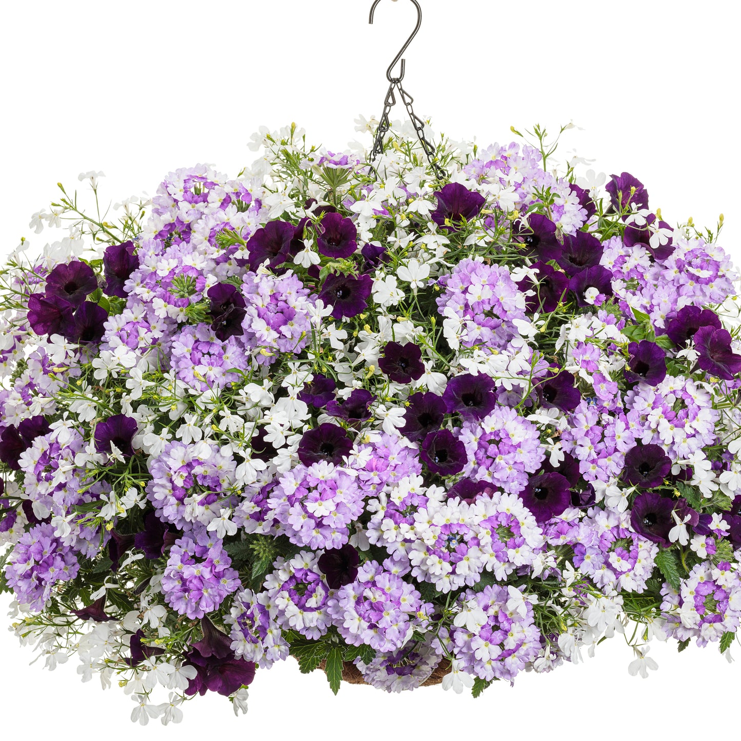 Supertunia Mini Vista® Midnight Petunia