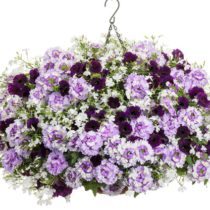 Supertunia Mini Vista® Midnight Petunia