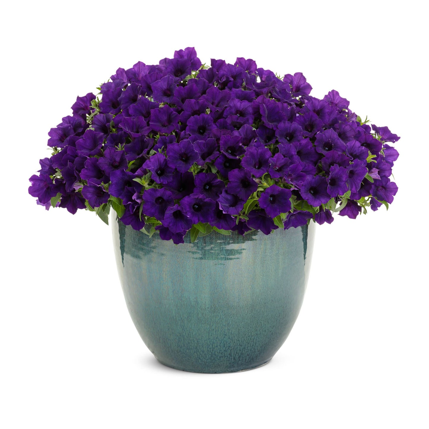 Supertunia Mini Vista® Ultramarine Petunia