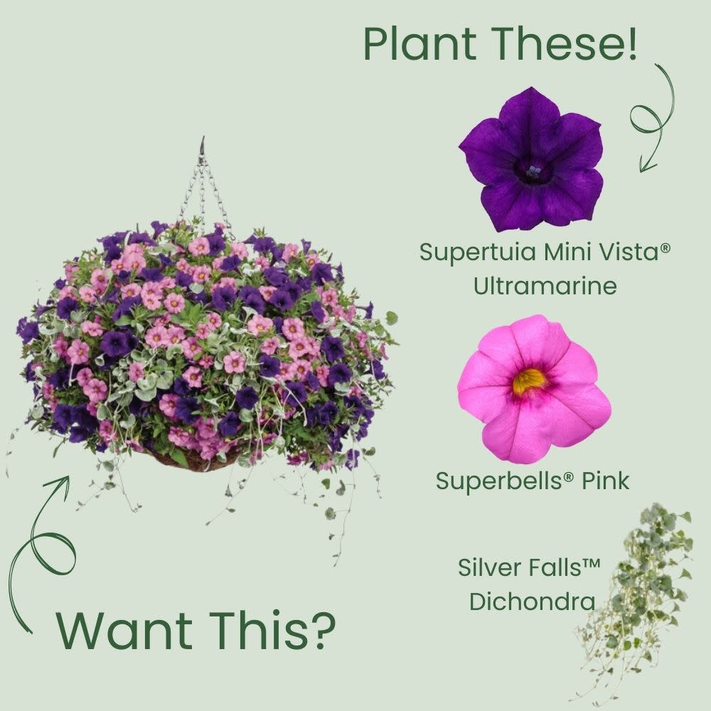 Supertunia Mini Vista® Ultramarine Petunia