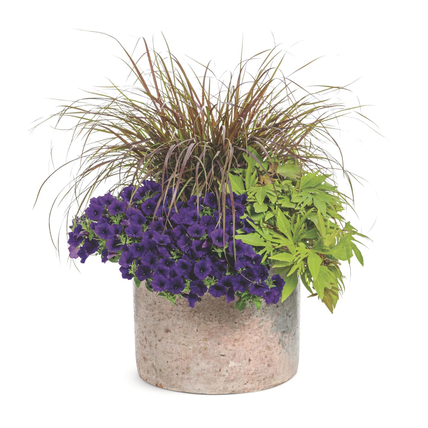 Supertunia Mini Vista® Ultramarine Petunia