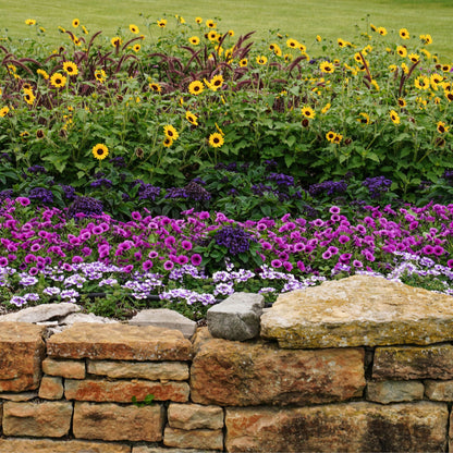 Supertunia Mini Vista® Plum Veined (Petunia hybrid)