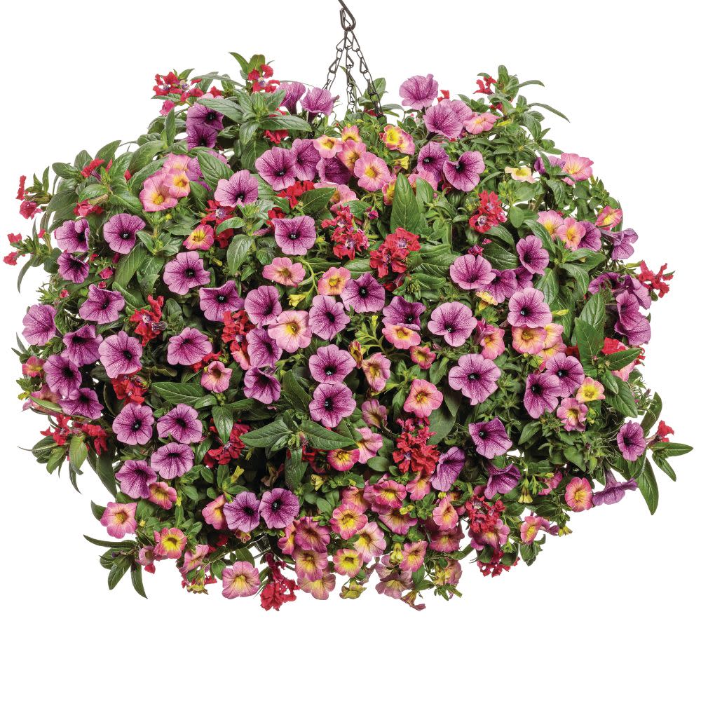 Supertunia Mini Vista® Plum Veined (Petunia hybrid)