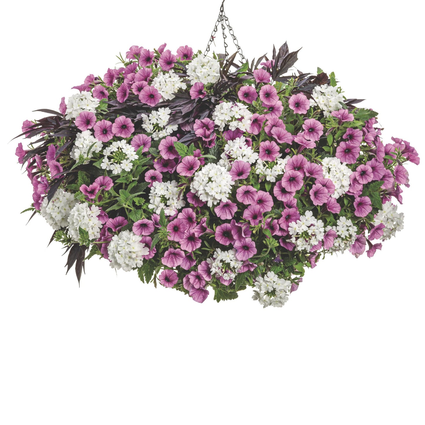 Supertunia Mini Vista® Plum Veined (Petunia hybrid)