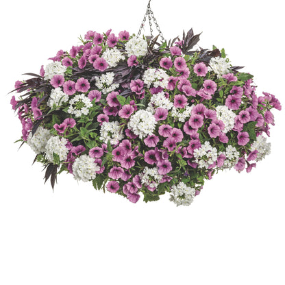 Supertunia Mini Vista® Plum Veined (Petunia hybrid)
