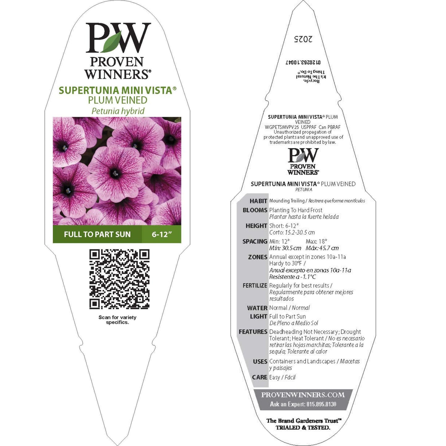 Supertunia Mini Vista® Plum Veined (Petunia hybrid)