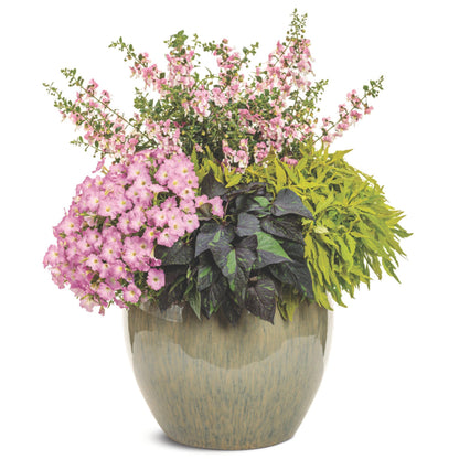Supertunia Mini Vista® Pink Cloud Petunia | Proven Winners® New Variety 2026
