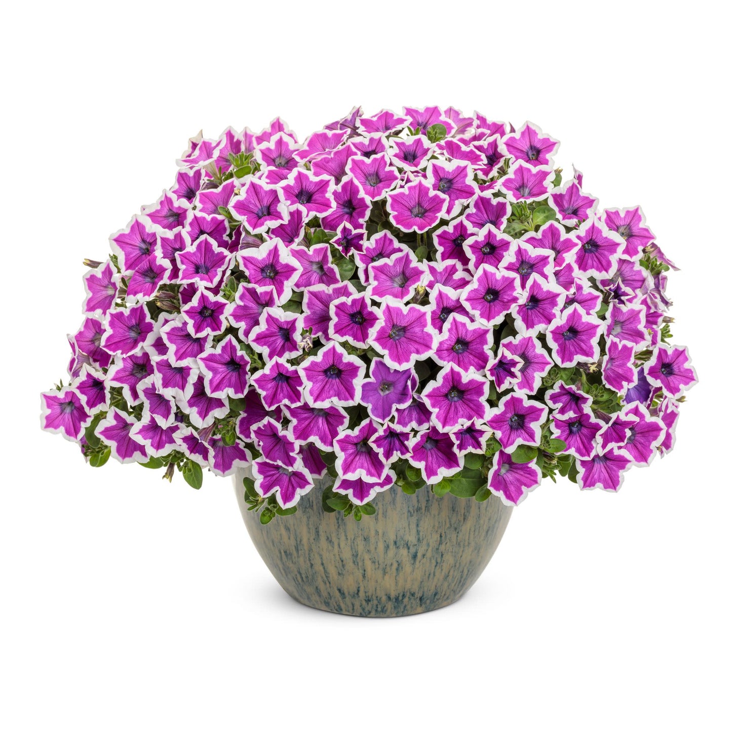 Supertunia® Hoopla® Vivid Orchid™ Petunia