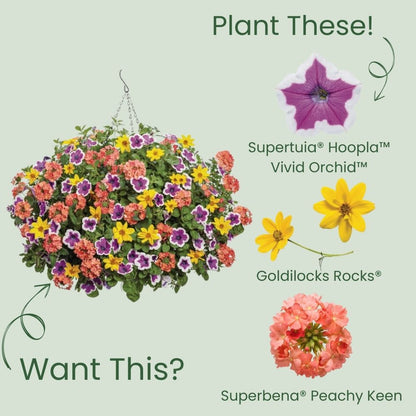 Supertunia® Hoopla® Vivid Orchid™ Petunia
