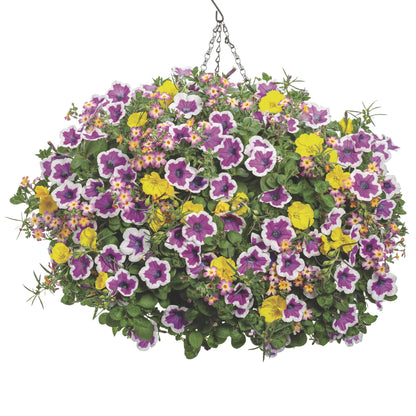 Supertunia® Hoopla® Vivid Orchid™ Petunia